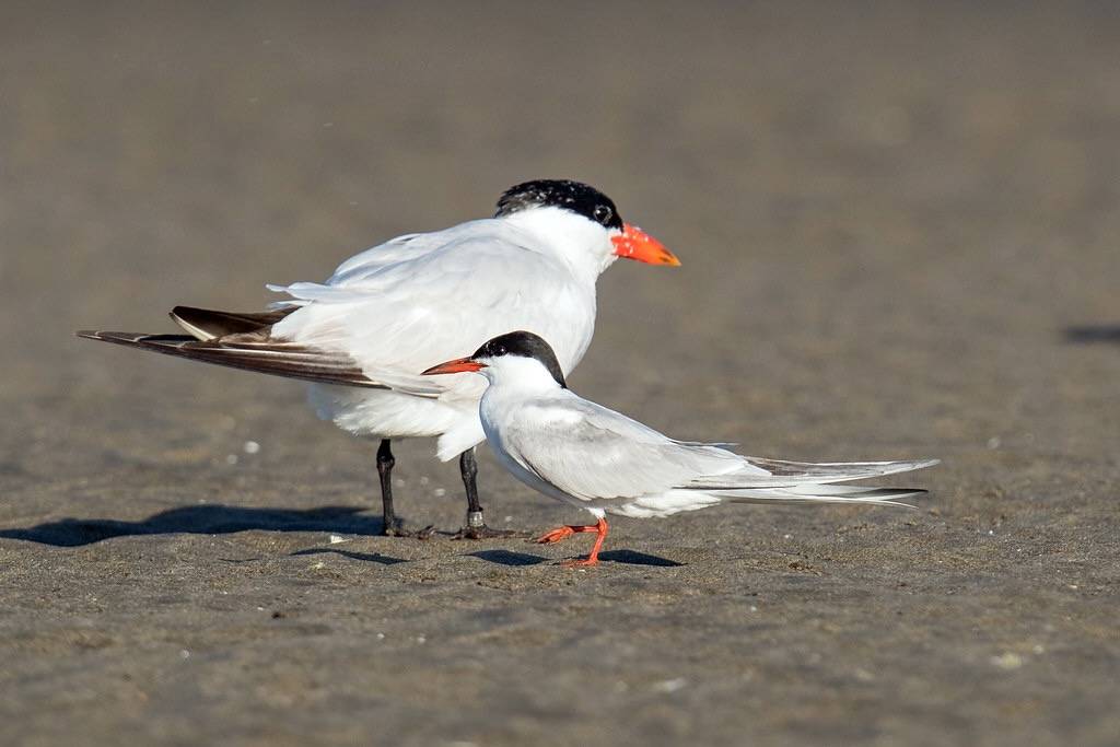 Common Tern / Caspian Tern by Mick Thompson1 is licensed under CC BY-NC 2.0.